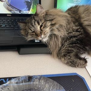 Meet your Posher, Ron